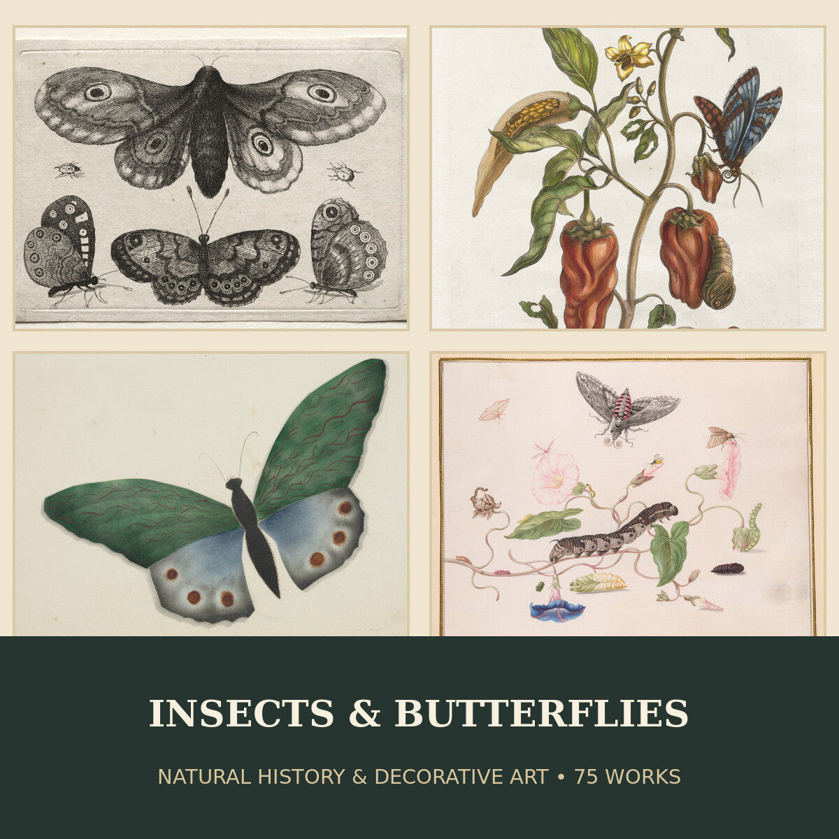 Collage of insects, butterflies, natural history and decorative artworks included in the 75-work digital collection