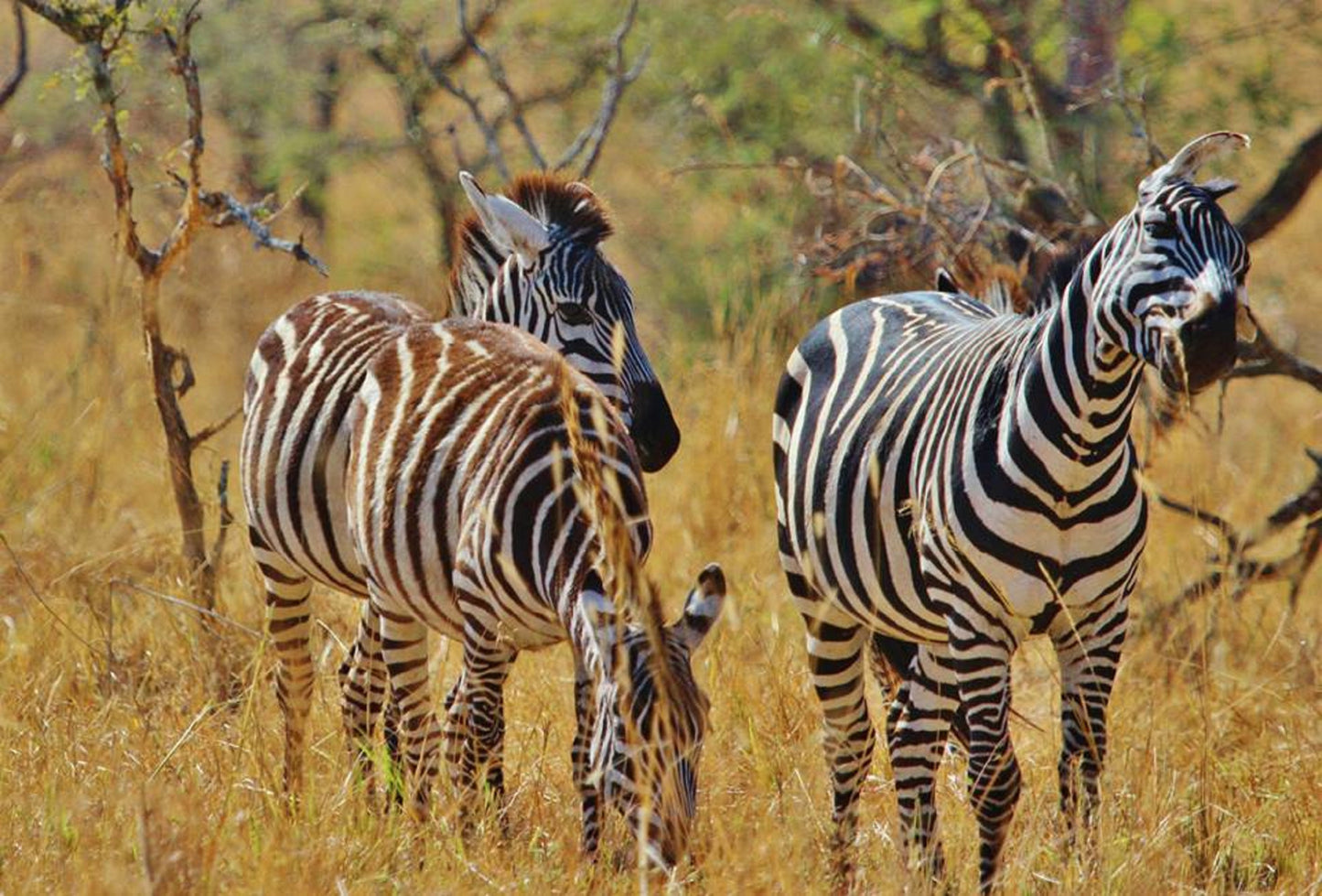395 Digital Photos of Tanzania | High-Resolution Images | Instant Download