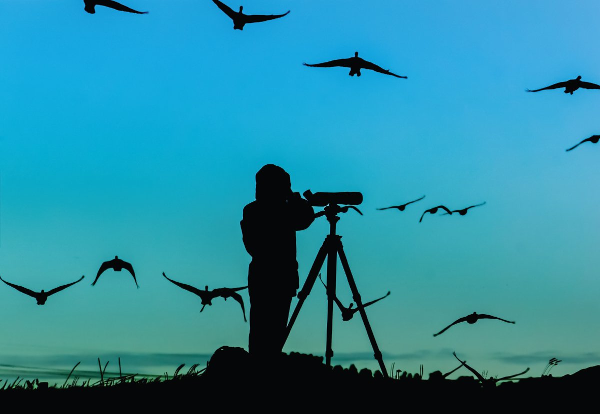 Birdwatching