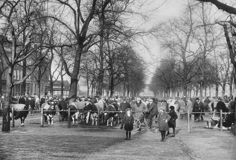 1950 Vintage Photos of Old Rotterdam – Historic Streets, WW2 & Architecture Collection (1900–1960 Archive)