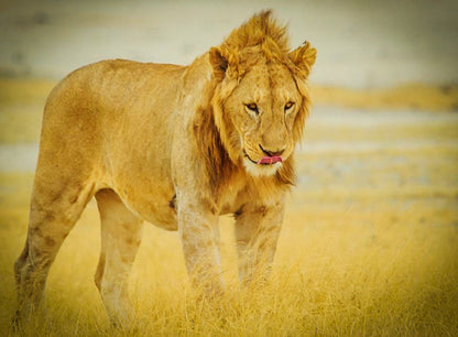 395 Digital Photos of Tanzania | High-Resolution Images | Instant Download