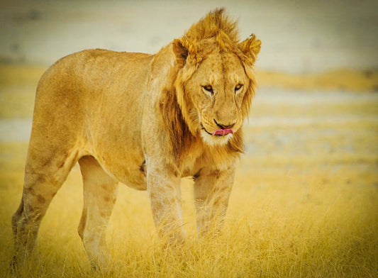 395 Digital Photos of Tanzania | High-Resolution Images | Instant Download