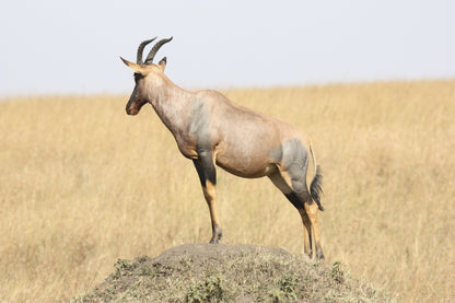 395 Digital Photos of Tanzania | High-Resolution Images | Instant Download