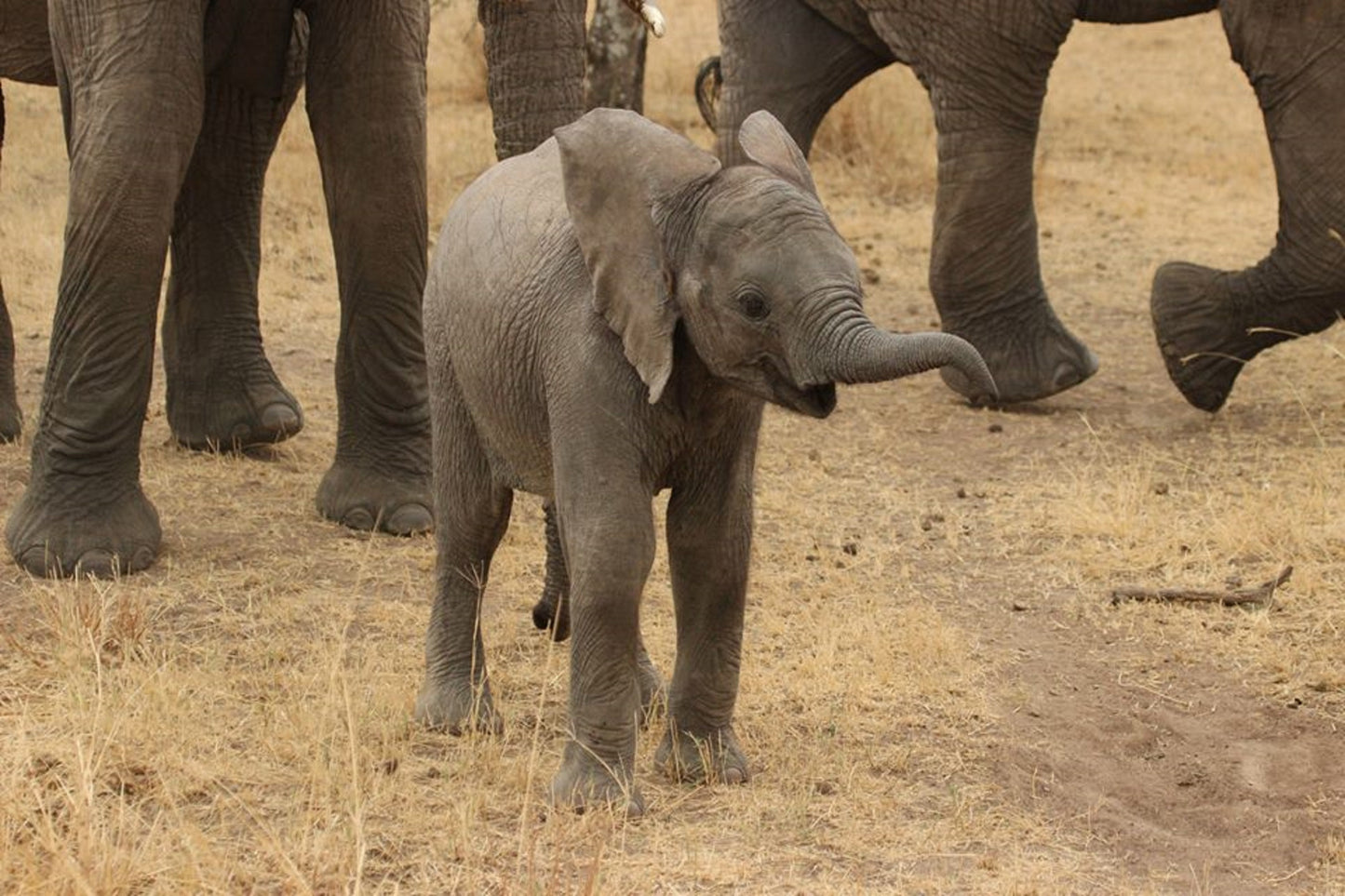 395 Digital Photos of Tanzania | High-Resolution Images | Instant Download