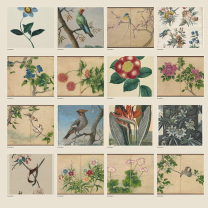 Preview of vintage bird and botanical artworks included in Birds and Blossoms