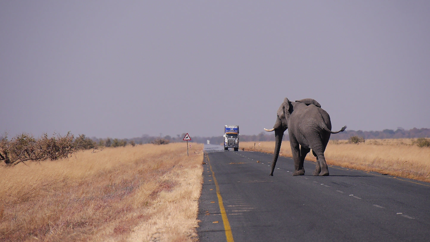 Botswana Landscape & Wildlife Photos Bundle – 190 High Resolution Images (Color, Black & White, Sepia) Instant Download Wall Art