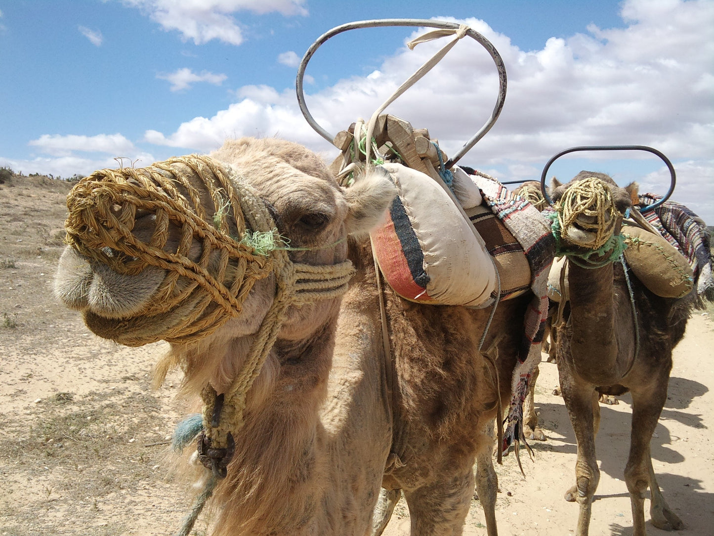 265 Digital Photos of Tunisia | High-Resolution Images | Instant Download