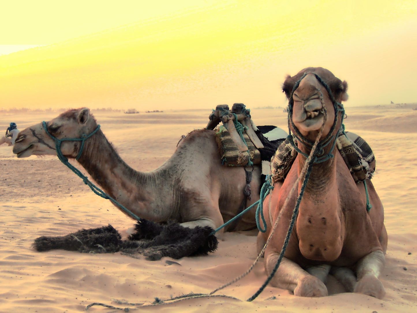 265 Digital Photos of Tunisia | High-Resolution Images | Instant Download