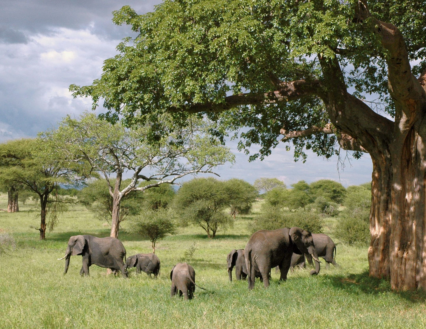 395 Digital Photos of Tanzania | High-Resolution Images | Instant Download