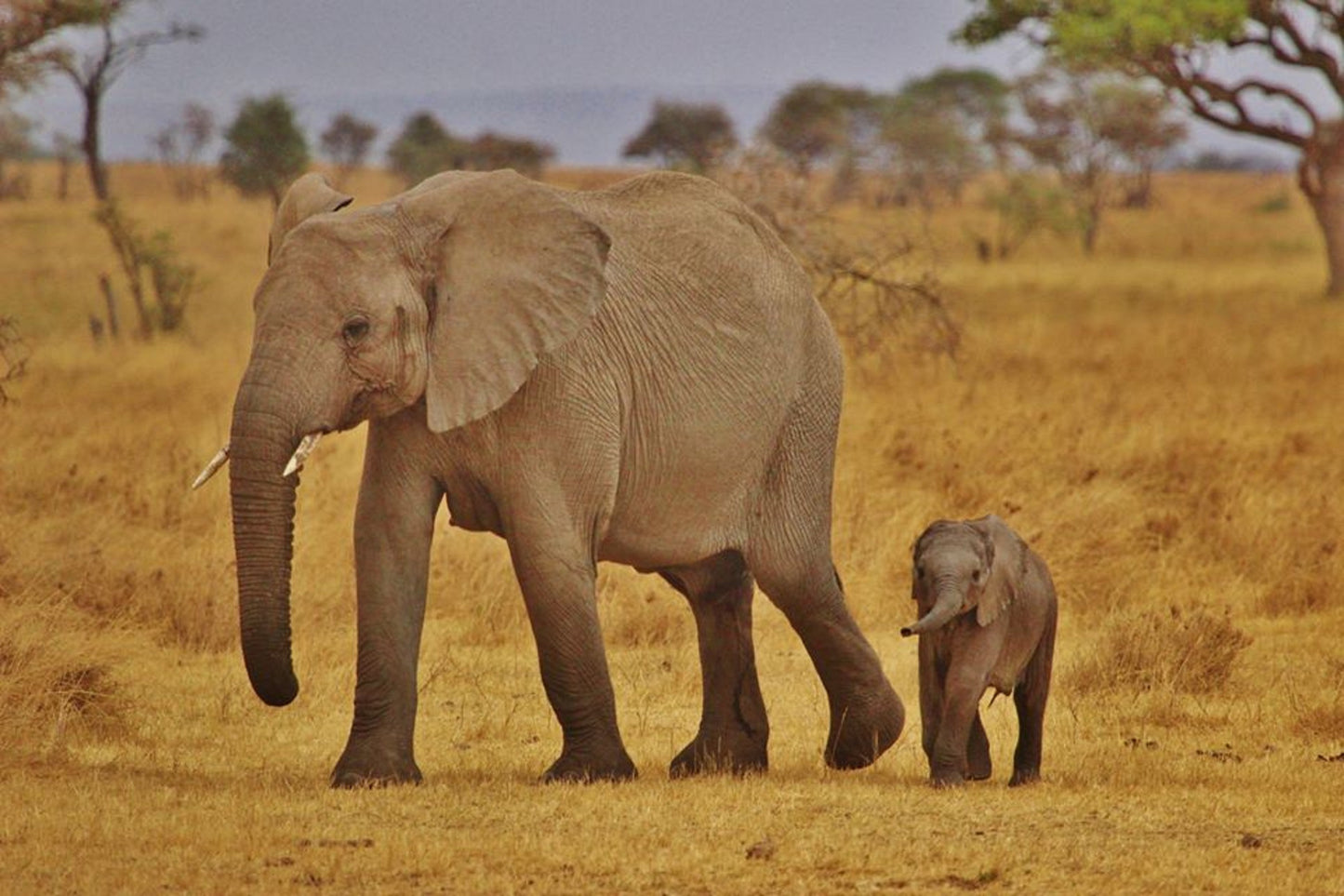 395 Digital Photos of Tanzania | High-Resolution Images | Instant Download
