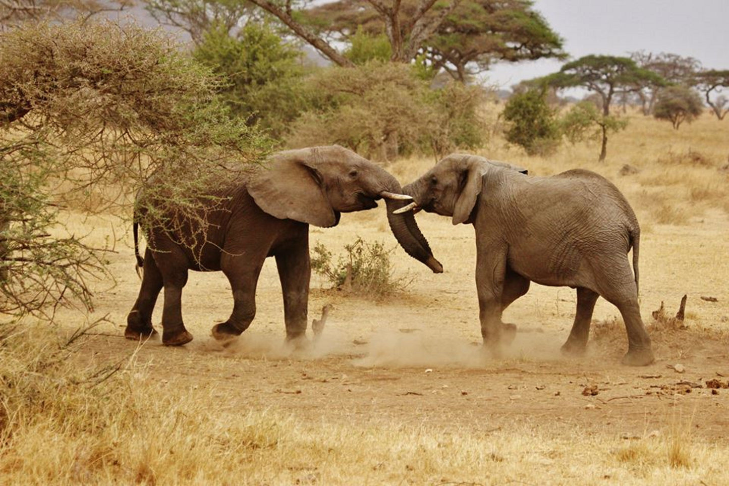 395 Digital Photos of Tanzania | High-Resolution Images | Instant Download
