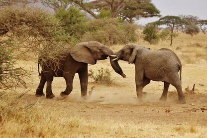 395 Digital Photos of Tanzania | High-Resolution Images | Instant Download