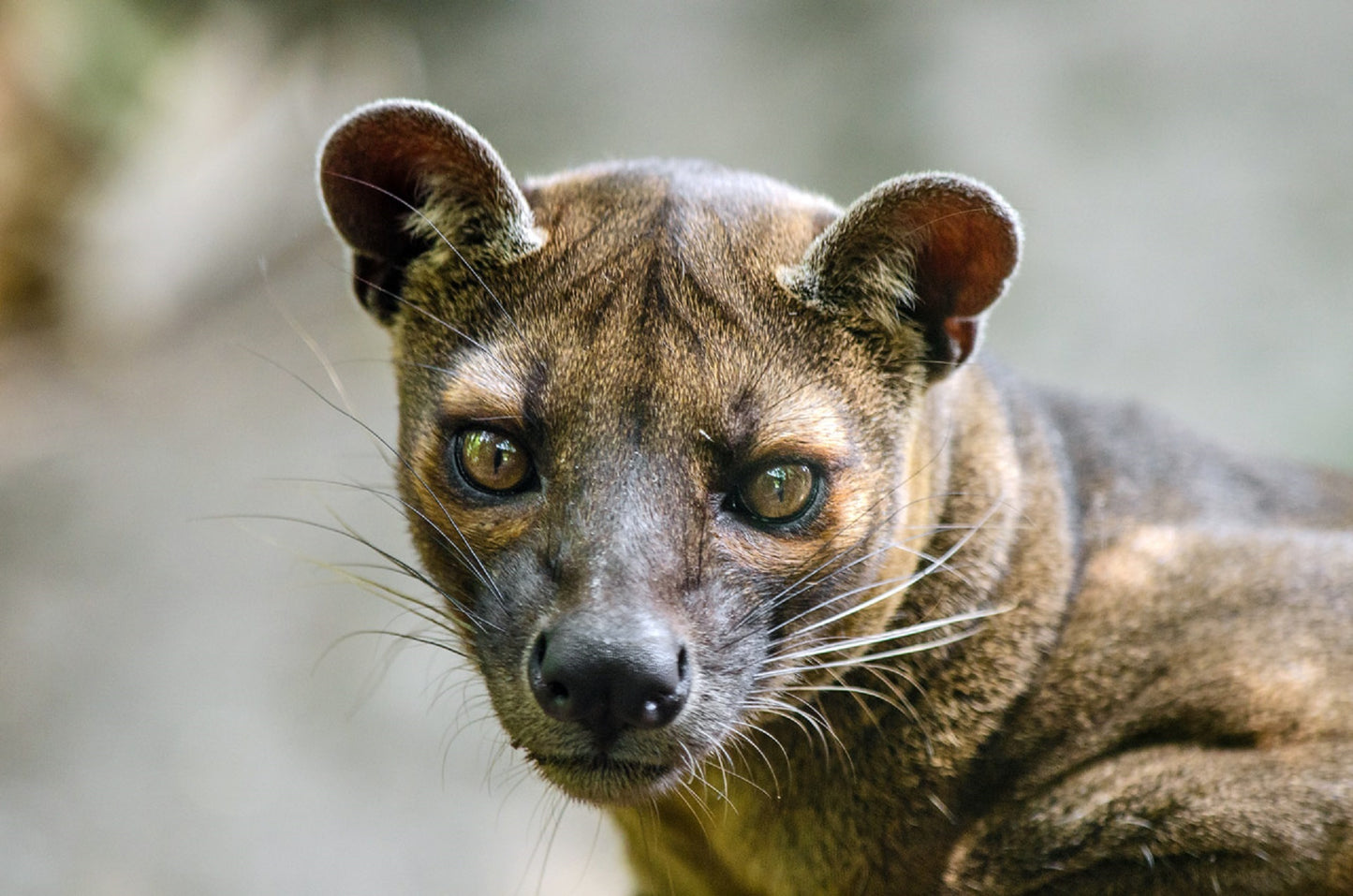 70 Photos of Madagascar – Color – Breathtaking Landscapes & Unique Wildlife