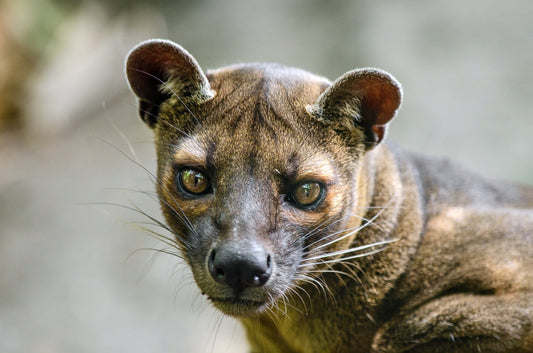 70 Photos of Madagascar – Color – Breathtaking Landscapes & Unique Wildlife