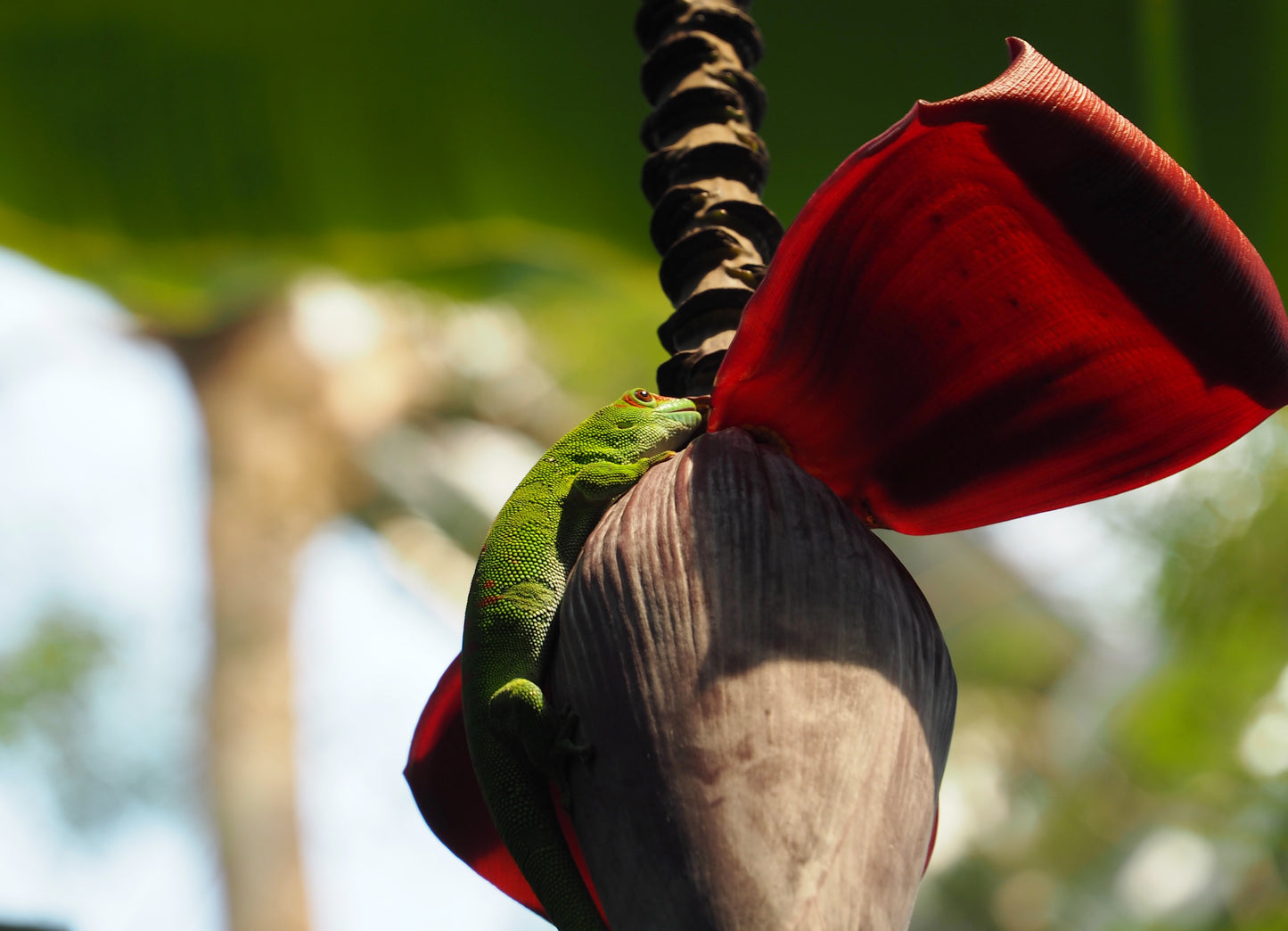 70 Photos of Madagascar – Color – Breathtaking Landscapes & Unique Wildlife