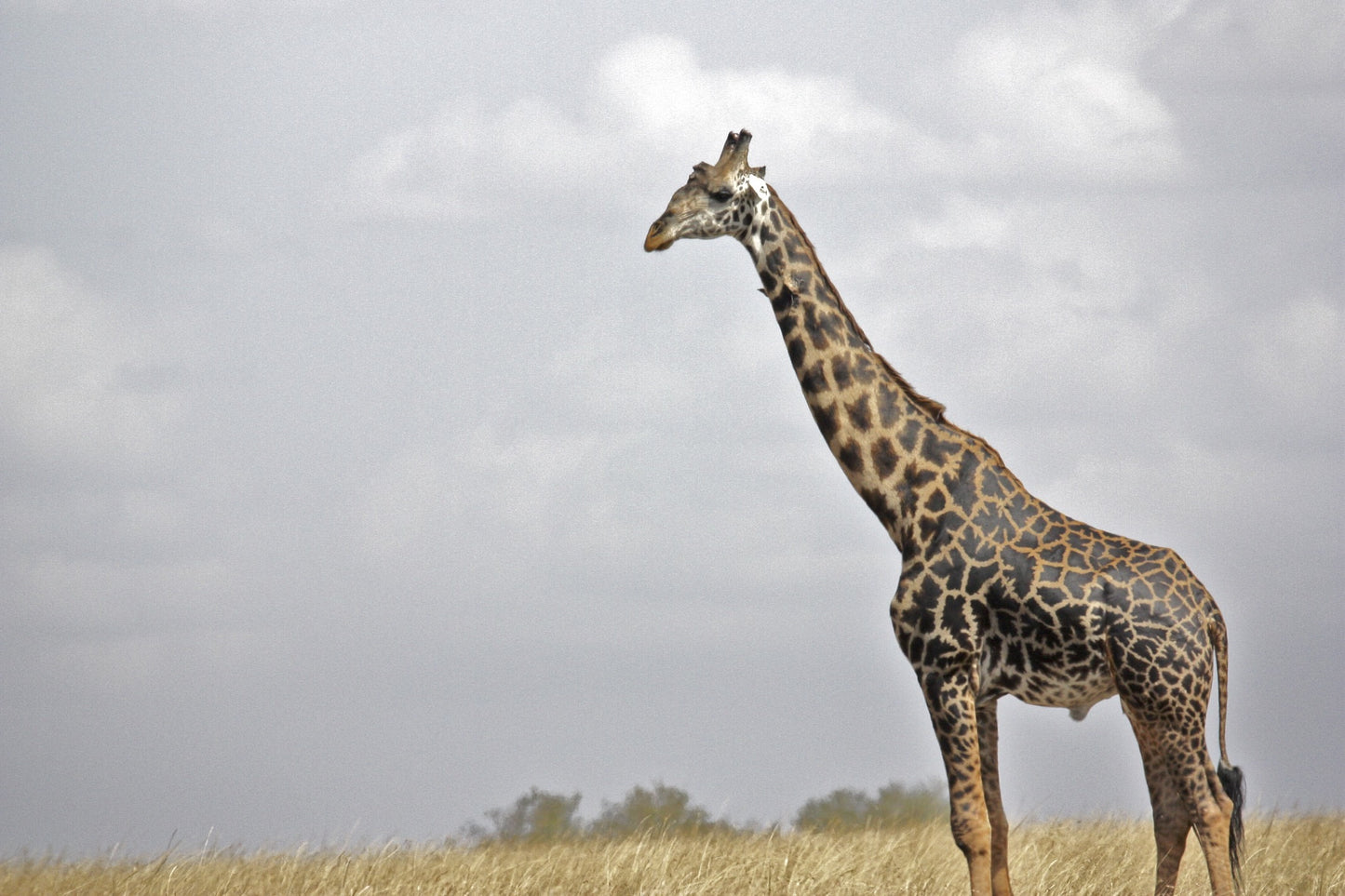 395 Digital Photos of Tanzania | High-Resolution Images | Instant Download