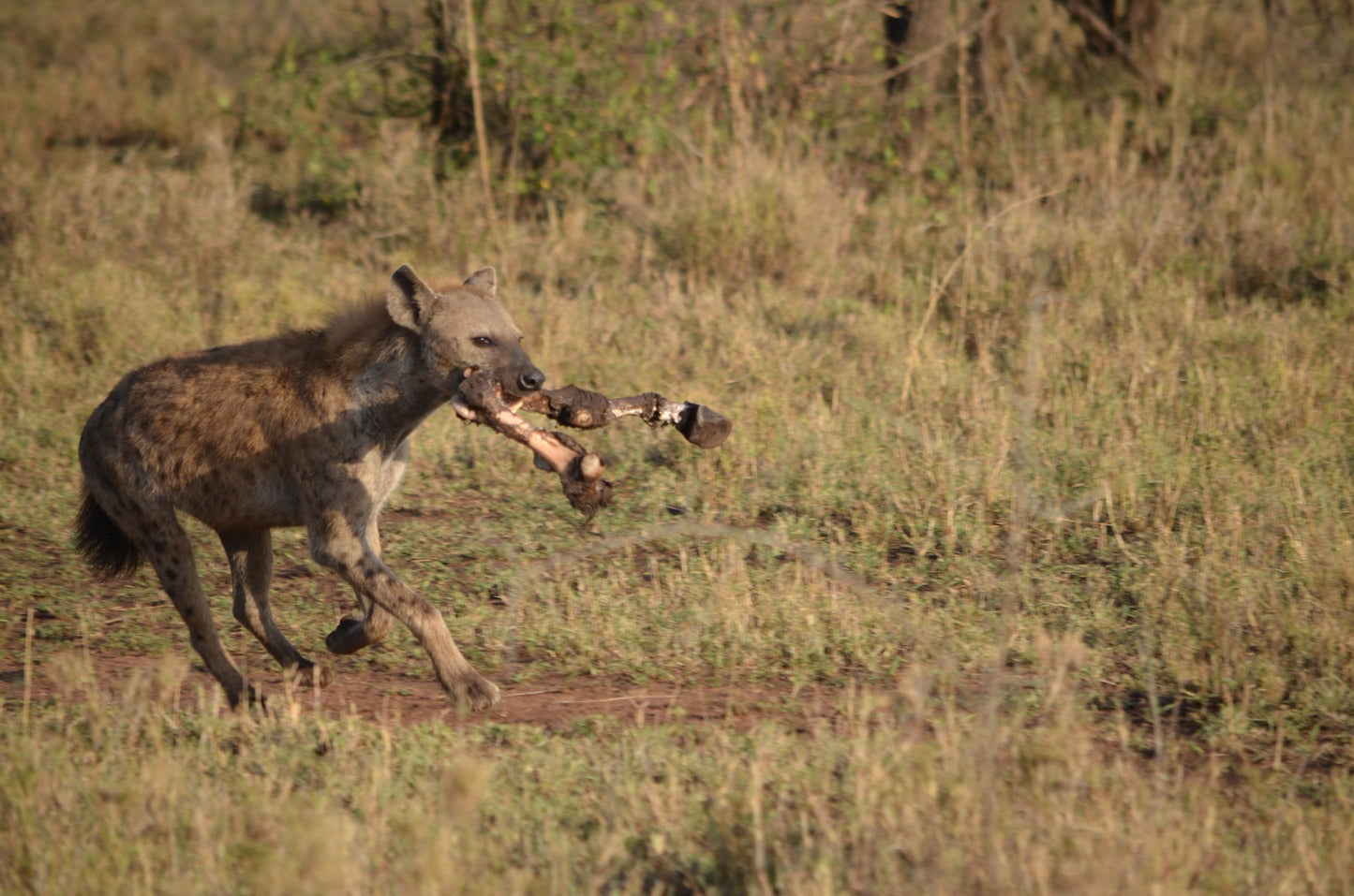 395 Digital Photos of Tanzania | High-Resolution Images | Instant Download
