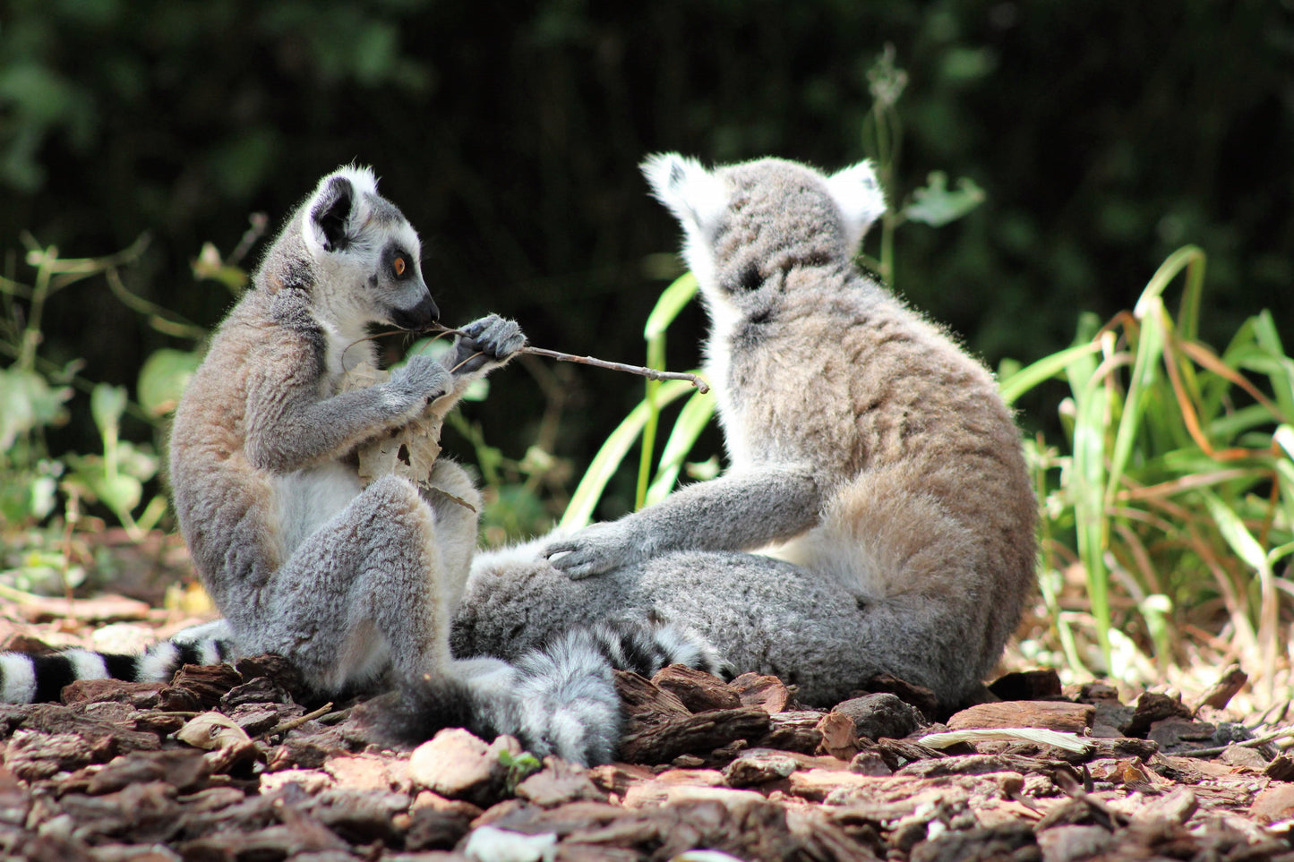 70 Photos of Madagascar – Color – Breathtaking Landscapes & Unique Wildlife