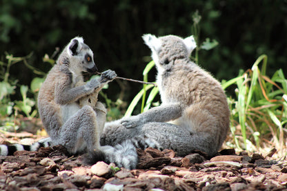 70 Photos of Madagascar – Color – Breathtaking Landscapes & Unique Wildlife