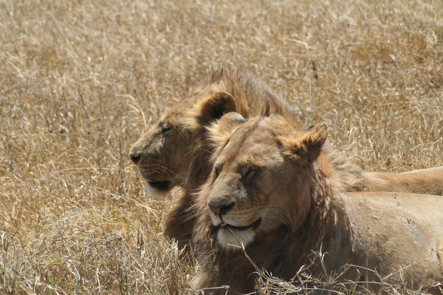 395 Digital Photos of Tanzania | High-Resolution Images | Instant Download
