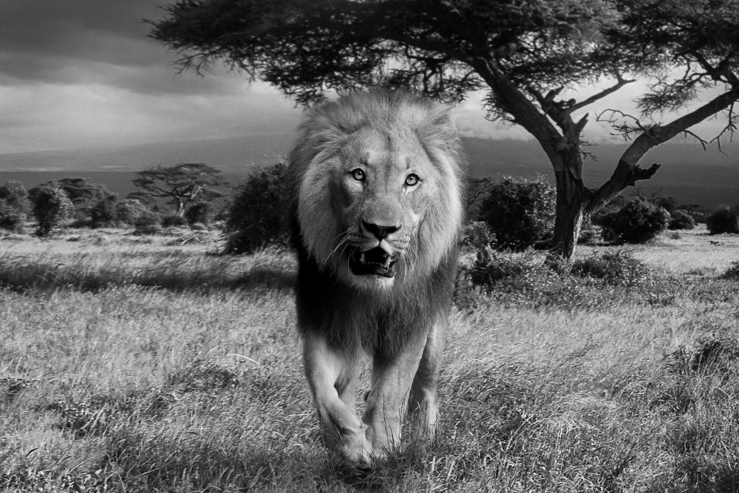 Botswana Landscape & Wildlife Photos Bundle – 190 High Resolution Images (Color, Black & White, Sepia) Instant Download Wall Art