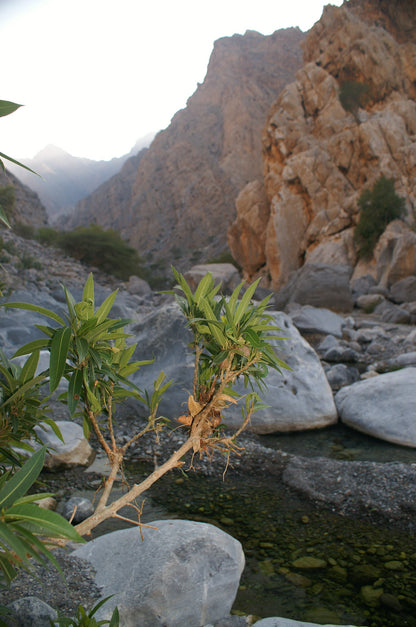 Oman Photo Bundle – 152 High Resolution Images (Color, Black & White & Sepia) Instant Download