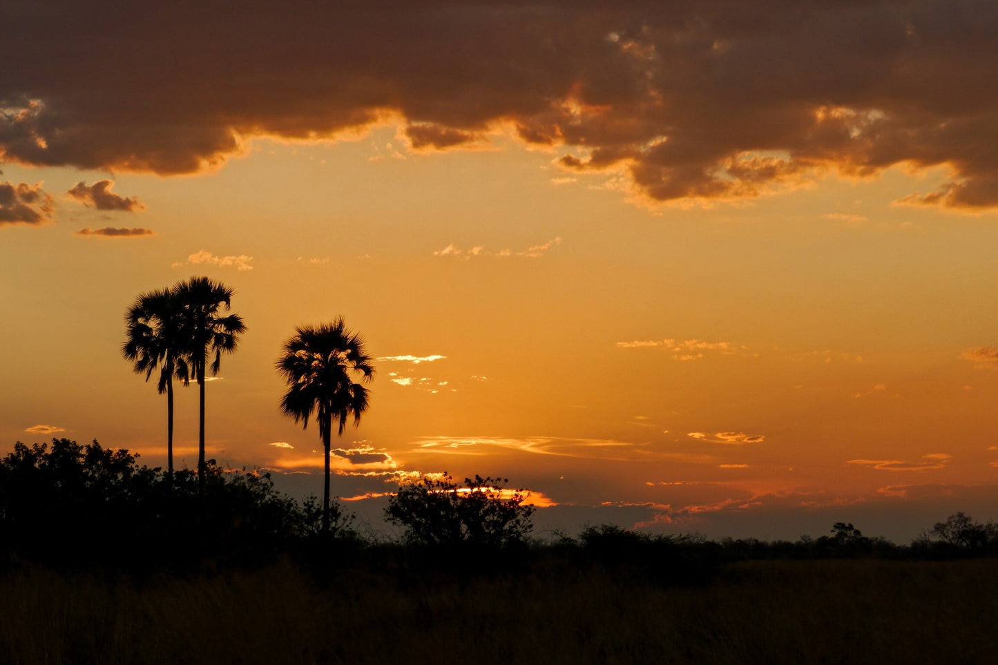 Botswana Landscape & Wildlife Photos Bundle – 190 High Resolution Images (Color, Black & White, Sepia) Instant Download Wall Art