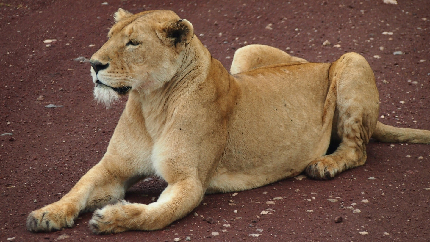 395 Digital Photos of Tanzania | High-Resolution Images | Instant Download