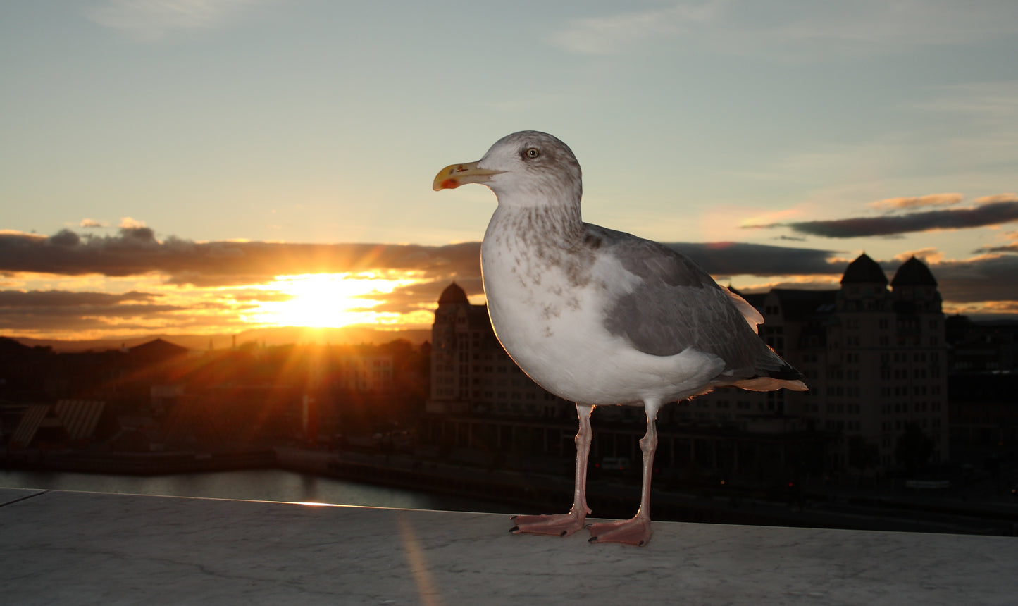 Photos of Oslo – Color, Black & White & Sepia – Icons of the Norwegian Capital