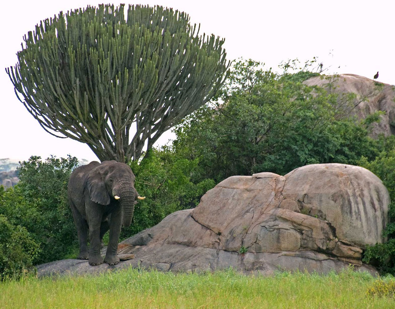 395 Digital Photos of Tanzania | High-Resolution Images | Instant Download
