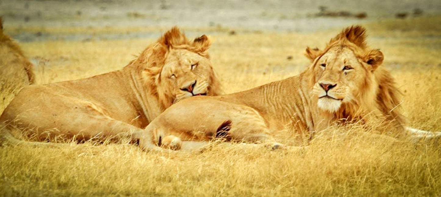 395 Digital Photos of Tanzania | High-Resolution Images | Instant Download