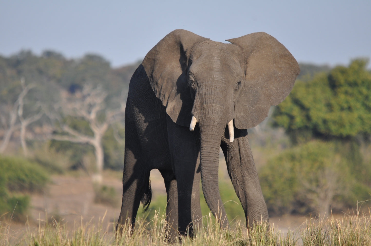 Botswana Landscape & Wildlife Photos Bundle – 190 High Resolution Images (Color, Black & White, Sepia) Instant Download Wall Art