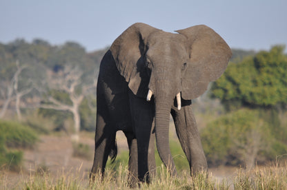 Botswana Landscape & Wildlife Photos Bundle – 190 High Resolution Images (Color, Black & White, Sepia) Instant Download Wall Art