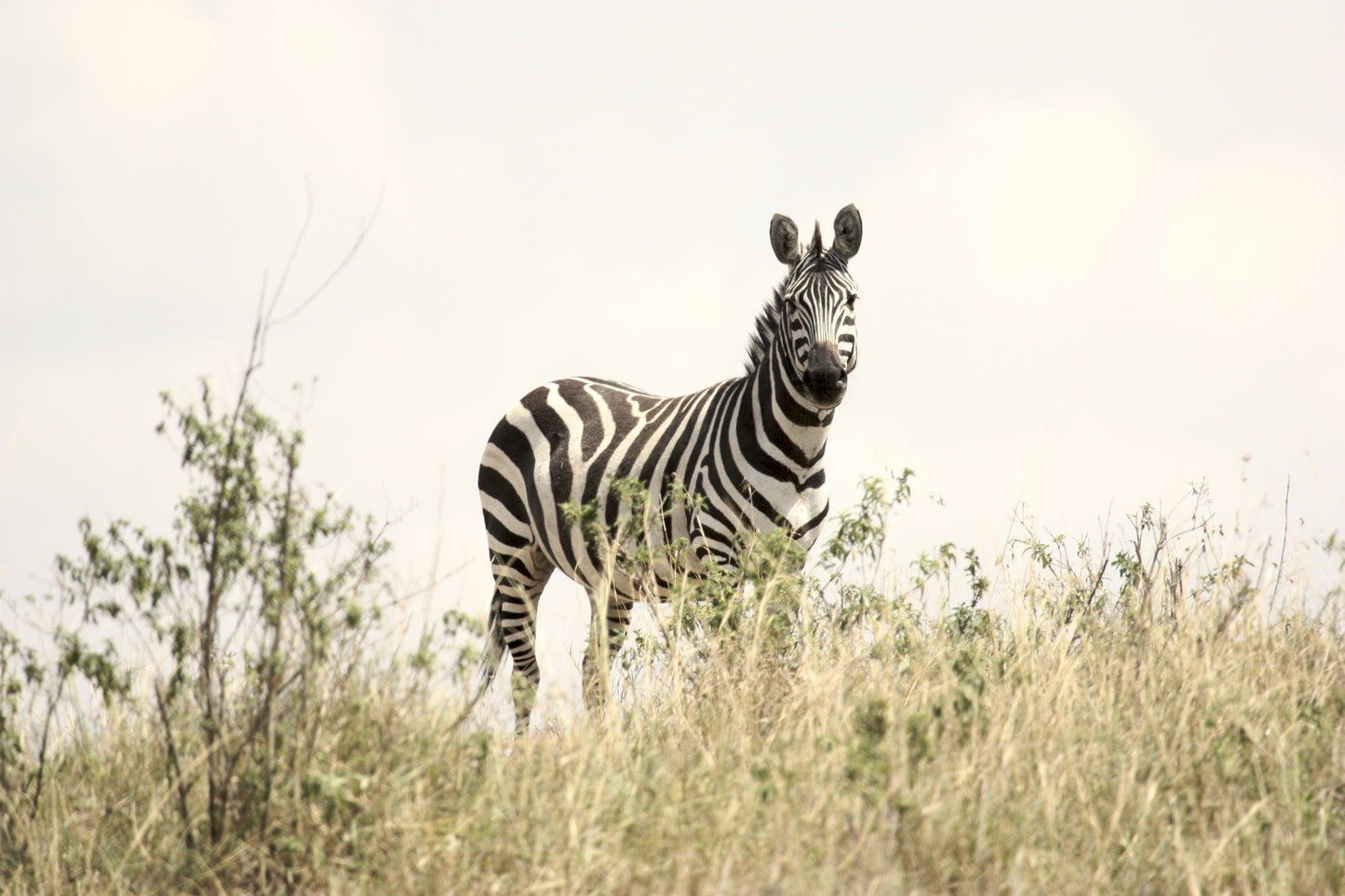 395 Digital Photos of Tanzania | High-Resolution Images | Instant Download