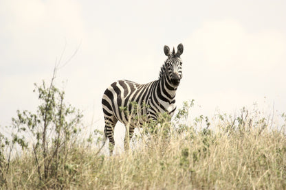 395 Digital Photos of Tanzania | High-Resolution Images | Instant Download